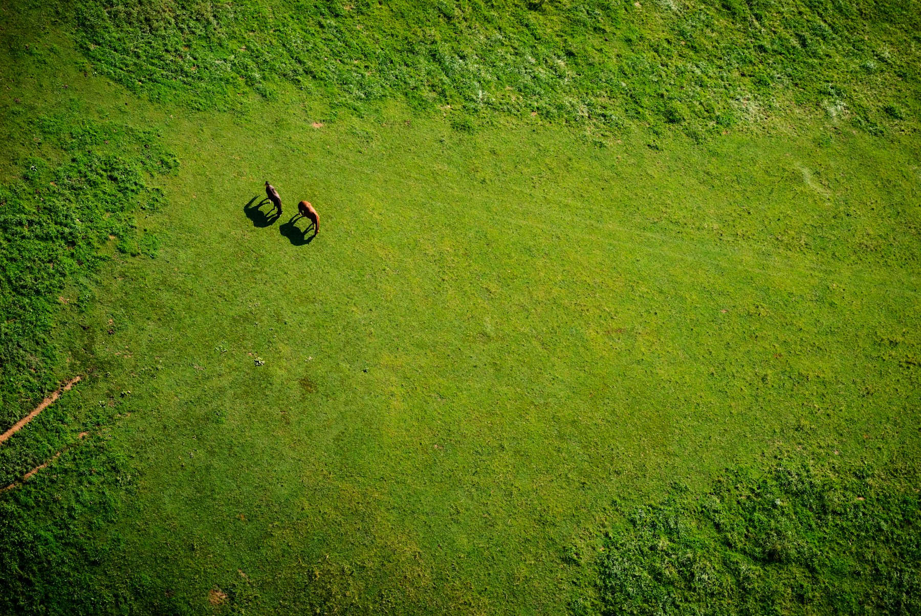 Aerial view of green farmland